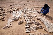Layer of fossils of Tawachi Desert of Tenere Niger ; 1 skeleton of Jobaria tiguidensis and 1 skeleton of gotten mixed up Afrovenator abakensis