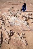 Layer of fossils of Tawachi Desert of Tenere Niger ; 1 skeleton of Jobaria tiguidensis and 1 skeleton of gotten mixed up Afrovenator abakensis