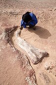 Layer of fossils of Tawachi Desert of Tenere Niger ; Femur of Jobaria tiguidensis
