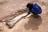 Layer of fossils of Tawachi Desert of Tenere Niger ; Femur of Jobaria tiguidensis