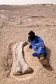 Layer of fossils of Tawachi Desert of Tenere Niger ; Femur of Jobaria tiguidensis