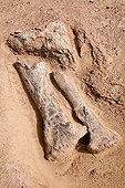 Bones of Jobaria tiguidensis Desert of Tenere Niger ; Layer of fossils of Tawachi