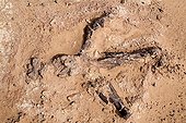 Bones of  Afrovenator abakensis Desert of Tenere Niger ; Layer of fossils of Tawachi