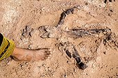 Bones of  Afrovenator abakensis Desert of Tenere Niger ; Layer of fossils of Tawachi