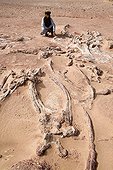 Layer of fossils of Tawachi Desert of Tenere Niger ; 1 skeleton of Jobaria tiguidensis and 1 skeleton of gotten mixed up Afrovenator abakensis