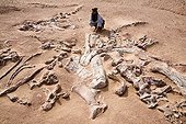 Layer of fossils of Tawachi Desert of Tenere Niger ; 1 skeleton of Jobaria tiguidensis and 1 skeleton of gotten mixed up Afrovenator abakensis