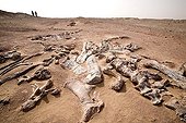 Layer of fossils of Tawachi Desert of Tenere Niger ; 1 skeleton of Jobaria tiguidensis and 1 skeleton of gotten mixed up Afrovenator abakensis