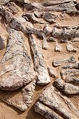 Layer of fossils of Tawachi Desert of Tenere Niger ; 1 skeleton of Jobaria tiguidensis and 1 skeleton of gotten mixed up Afrovenator abakensis