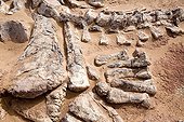 Layer of fossils of Tawachi Desert of Tenere Niger ; 1 skeleton of Jobaria tiguidensis and 1 skeleton of gotten mixed up Afrovenator abakensis