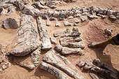 Layer of fossils of Tawachi Desert of Tenere Niger ; 1 skeleton of Jobaria tiguidensis and 1 skeleton of gotten mixed up Afrovenator abakensis