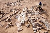 Layer of fossils of Tawachi Desert of Tenere Niger ; 1 skeleton of Jobaria tiguidensis and 1 skeleton of gotten mixed up Afrovenator abakensis