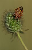 Bedbug on a Scabieusa flower Switzerland