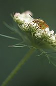 Bedbug on an Apiaceae flower Switzerland
