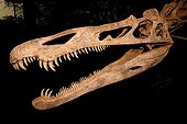 Cranium of Suchomimus sp Musée of Niamey Niger ; Age: 135 million years  