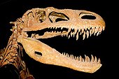 Cranium of Afrovenator abakensis Museum of Niamey Niger ; Age: 135 million years  