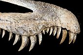 Cranium of Suchomimus sp Musée of Niamey Niger ; Age: 135 million years  