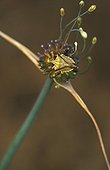 Bedbug on a Garlic flower