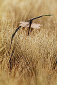 Yellow-legged Clubtail in a Barley field Switzerland
