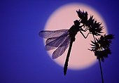 Dragonfly at moonlight Switzerland ; Image selected at Montier-en-Der Festival 2006
