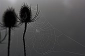 Teasels and cobweb in the fog Corrèze