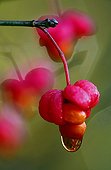 Waterdrop on a Spindle tree fruit France