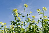 Cultivated Mustard in bloom France