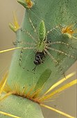 Green Lynx Spider with a captive prey on a cactus Arizona