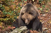 Brown bear sitting in forest