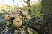 Sulfur Tuft on a stump France