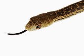 Head of San Diego Gopher Snake in studio