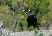 Thick-billed Raven holding an object in its nozzle Ethiopia