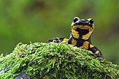 Speckled Salamander on foam France