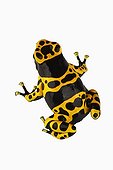 Top shot of a Yellow banded dart frog ; Small Frog of 1 - 5 cm found in humid rain forests. A special skin secretion serves as a highly potent nerve toxin.