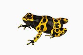 Yellow banded dart frog in studio ; Small Frog of 1 - 5 cm found in humid rain forests. A special skin secretion serves as a highly potent nerve toxin.
