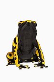 Portrait of a Yellow banded dart frog ; Small Frog of 1 - 5 cm found in humid rain forests. A special skin secretion serves as a highly potent nerve toxin.