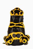 Portrait of a Yellow banded dart frog ; Small Frog of 1 - 5 cm found in humid rain forests. A special skin secretion serves as a highly potent nerve toxin.