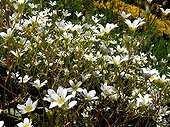 Wood Stitchwort in bloom Aubrac France