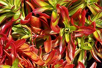 crassula campfire, foliage