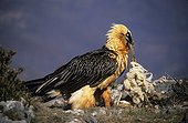Lammergeier eating a carcass Pyrenees Spain
