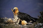 Lammergeier eating a carcass Pyrenees Spain
