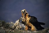 Lammergeier eating a carcass Pyrenees Spain