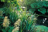Pond in La Pellerine garden France ; Iris 'Kimono'