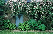 Barn and rose in La Pellerine garden France ; Rose 'Francis E. Lester'
