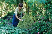 Sylvie Douinot cutting a Box tree La Pellerine garden France