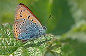 Male of Coppered marshes Pradeaux France