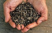 Dyer's woad seeds Sauveterre garden France