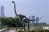 brachiosaur Skeleton  to the Field museum of Chicago