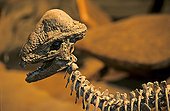 Skull of a Pachycephalosaur