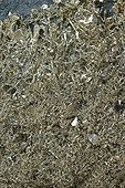Crystalline Gold on volcanis andesite Nevada USA