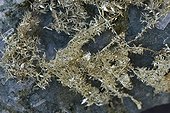 Wire gold nest on matrix Washoe County Nevada United States ; Crystalline Gold in volcanic andesite.<br>Olinghouse Mine